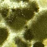 Mold